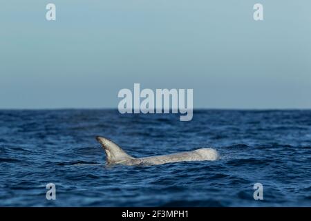 Dauphin de Risso Grampus griseus, nageant de gousse en pleine mer, Moss Landing, Monterey Bay, Californie, États-Unis, Octobre Banque D'Images
