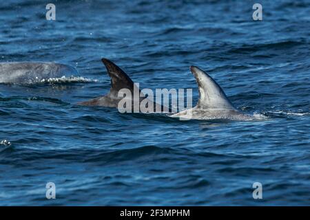 Dauphin de Risso Grampus griseus, nageant de gousse en pleine mer, Moss Landing, Monterey Bay, Californie, États-Unis, Octobre Banque D'Images