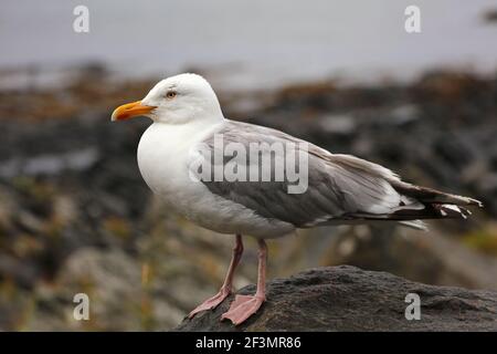 Goéland argenté européen (Larus argentatus), grand oiseau de mer de l'île de Runde, Norvège. Banque D'Images