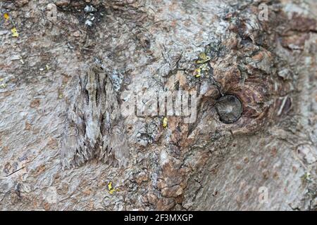 The Arches (Apamea monoglypha) papillon Banque D'Images