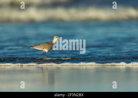 Willet Tringa semipalmata, recherche de nourriture le long du rivage, Morro Bay, Californie, États-Unis, Octobre Banque D'Images