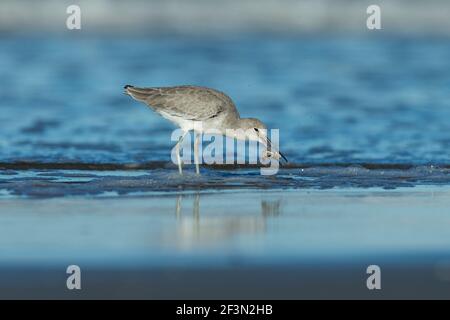 Willet Tringa semipalmata, recherche de nourriture le long du rivage, Morro Bay, Californie, États-Unis, Octobre Banque D'Images