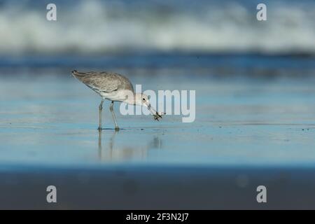 Willet Tringa semipalmata, recherche de nourriture le long du rivage, Morro Bay, Californie, États-Unis, Octobre Banque D'Images