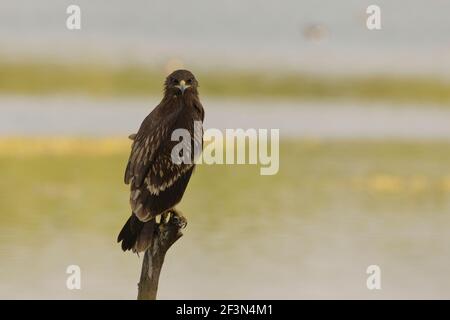 Grand aigle tacheté (Clanga clanga) au sanctuaire d'oiseaux de Thol, Gujarat, Inde Banque D'Images