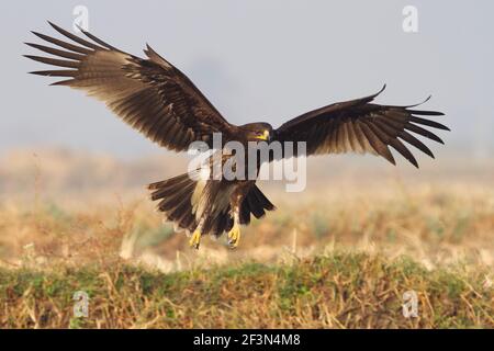 Grand aigle tacheté (Clanga clanga) à Kheda, Gujarat, Inde Banque D'Images