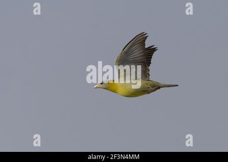 Green-Pigeon à pieds jaunes (Treron phoenicopterus) à Ahmedabad, Gujarat, Inde Banque D'Images
