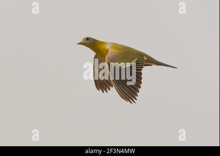 Green-Pigeon à pieds jaunes (Treron phoenicopterus) à Ahmedabad, Gujarat, Inde Banque D'Images