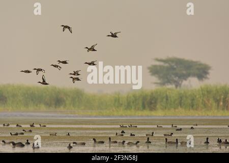 Un troupeau de canards ferrugineux (Aythya nyroca) en vol dans une zone humide de kheda, dans le Gujarat, en Inde Banque D'Images