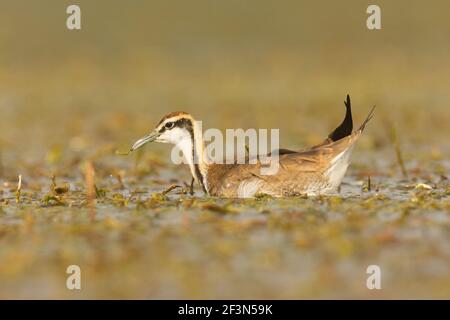 Pheasant-tailed Jacana (Hydrophasianus chirurgus) Banque D'Images