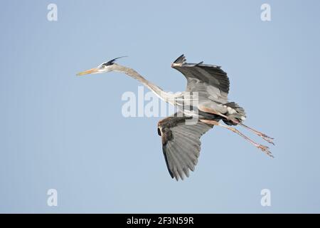 Grand Héron arrivant sur terre (Ardea herodias) Venice Rookery, floride, USA BI000569 Banque D'Images