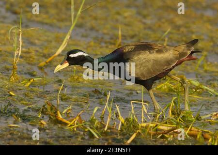 Jacana à ailes de bronze (Metopidius indicus) au Gujarat, en Inde Banque D'Images