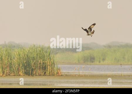 Osprey (Pandion haliatus) à Kheda, Gujarat, Inde Banque D'Images