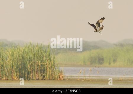 Osprey (Pandion haliatus) à Kheda, Gujarat, Inde Banque D'Images