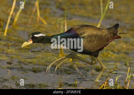 Jacana à ailes de bronze (Metopidius indicus) au Gujarat, en Inde Banque D'Images