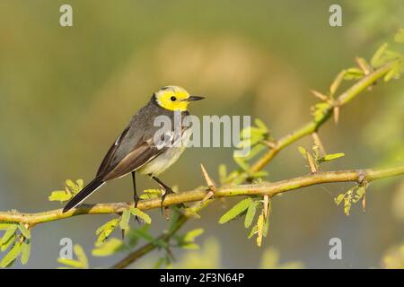 Citrine Wagtail (Motacilla citreola) à Gujarat, en Inde Banque D'Images