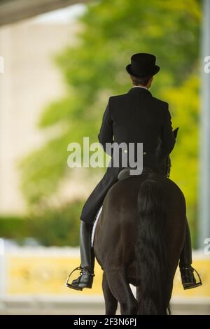 cavalier de dressage sur une balle de cheval de derrière montrant le siège approprié et positionner les feuilles vertes de l'arbre dans la salle de format vertical d'arrière-plan pour type et générique Banque D'Images