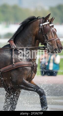 une équipe de chevaux de la baie en course de course à pied risque d'infiltration d'eau avec les détecteurs de faisceaux et la protection des jambes ensemble Banque D'Images