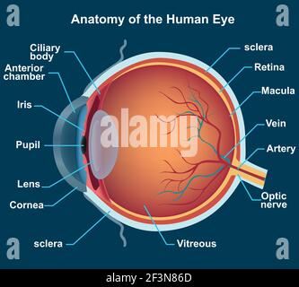 Illustration 3D de l'œil humain et de ses pièces Illustration de Vecteur