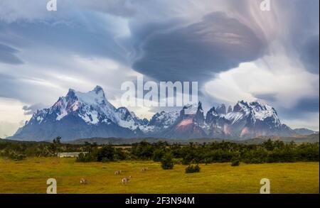 Guanacos paissant devant la chaîne de montagnes Torres Del Paine avec nuages lenticulaires Banque D'Images