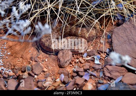 L'Australie, le désert Death Adder serpent Banque D'Images