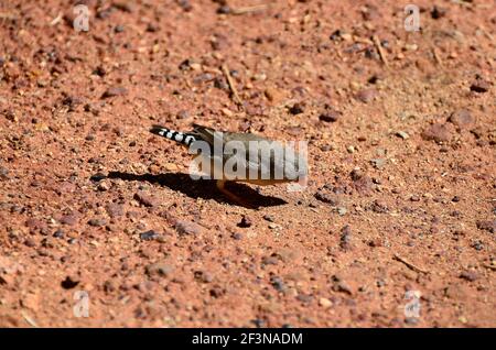 Australie, diamant firetail finch Banque D'Images