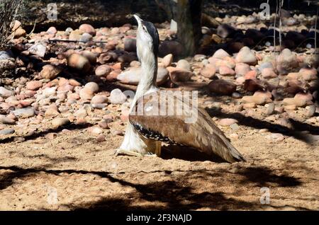 Australie, bustard australien aka bush turquie Banque D'Images