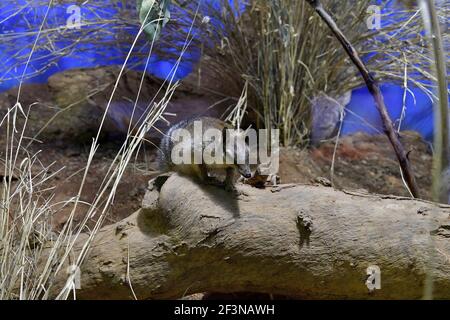 L'Australie, le Numbat - un marsupial de manger que de fourmis Banque D'Images