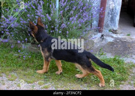 Chien de berger allemand photographié de derrière tout en supposant une posture de compétition canine. À côté de la lavande violette Banque D'Images