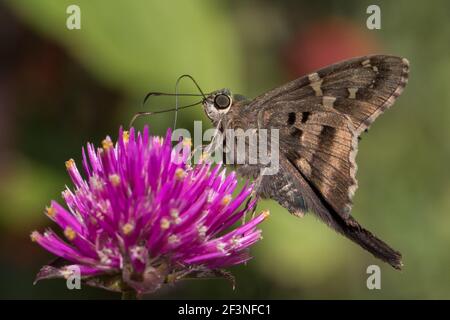 Gros plan d'un skipper à longue queue, Urbanus proteus, se nourrissant d'un globe violet Amoranth, Gomphrena globosa, fleur. Banque D'Images