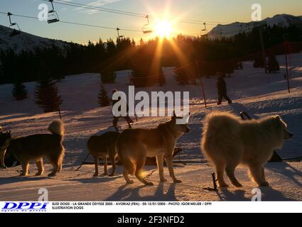 CHIENS DE TRAÎNEAU - LA GRANDE ODYSSE 2005 - AVORIAZ (FRA) - 05-12/01/2005 - PHOTO: IGOR MEIJER / DPPI CHIENS D'ILLUSTRATION Banque D'Images