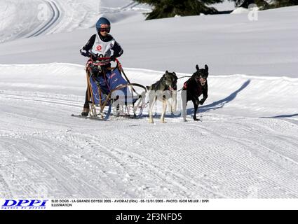 CHIENS DE TRAÎNEAU - LA GRANDE ODYSSE 2005 - AVORIAZ (FRA) - 05-12/01/2005 - PHOTO: IGOR MEIJER / ILLUSTRATION DPPI Banque D'Images