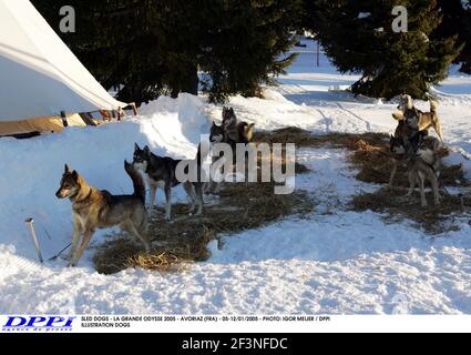 CHIENS DE TRAÎNEAU - LA GRANDE ODYSSE 2005 - AVORIAZ (FRA) - 05-12/01/2005 - PHOTO: IGOR MEIJER / DPPI CHIENS D'ILLUSTRATION Banque D'Images