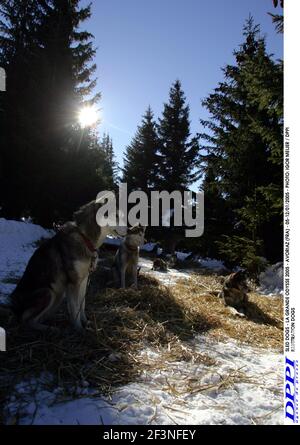 CHIENS DE TRAÎNEAU - LA GRANDE ODYSSE 2005 - AVORIAZ (FRA) - 05-12/01/2005 - PHOTO: IGOR MEIJER / DPPI CHIENS D'ILLUSTRATION Banque D'Images