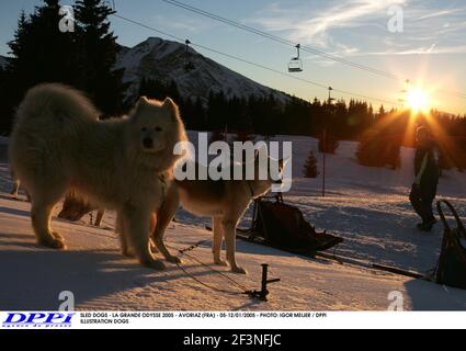 CHIENS DE TRAÎNEAU - LA GRANDE ODYSSE 2005 - AVORIAZ (FRA) - 05-12/01/2005 - PHOTO: IGOR MEIJER / DPPI CHIENS D'ILLUSTRATION Banque D'Images