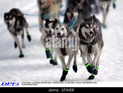 CHIENS DE TRAÎNEAU - LA GRANDE ODYSSE 2005 - AVORIAZ (FRA) - 05-12/01/2005 - PHOTO: IGOR MEIJER / DPPI CHIENS D'ILLUSTRATION Banque D'Images