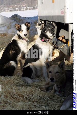 CHIENS DE TRAÎNEAU - LA GRANDE ODYSSE 2005 - AVORIAZ (FRA) - 05-12/01/2005 - PHOTO: IGOR MEIJER / DPPI CHIENS D'ILLUSTRATION Banque D'Images