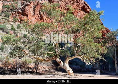 Australie, territoire du Nord, eucalyptus dans le lit sec de Simpson Gap dans la chaîne de West McDonnell Banque D'Images