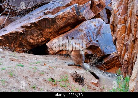 Australie, territoire du Nord, McDonnell Range, wallaby rock dans Simpsons Gap Banque D'Images