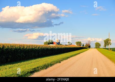 Sandwich, Illinois, États-Unis. Une route de terre bordée des deux côtés par des cultures dans l'Illinois rural. Banque D'Images