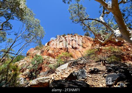 Australie, territoire du Nord, eucalyptus et rochers dans Standley Chasm Banque D'Images