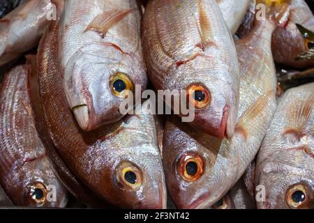Variétés de poissons frais sur le marché de Tavira, Algarve Portugal Banque D'Images