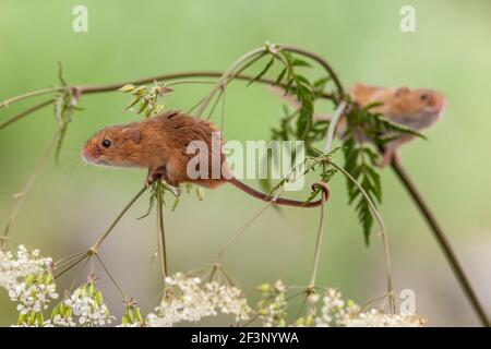 Micromys minutus (la souris), captive, UK Banque D'Images