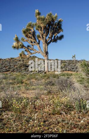 Joshua Tree (Yucca brevifolia) et fleurs sauvages, Lost Horse Valley, Joshua Tree National Park, Californie, États-Unis Banque D'Images