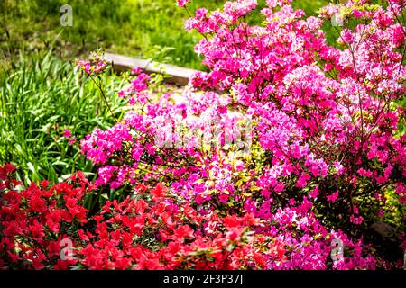 Vue en grand angle de nombreux rose rouge et rose violet rhododendron azalea fleurit avec des feuilles vertes dans le parc de jardin Virginie Banque D'Images