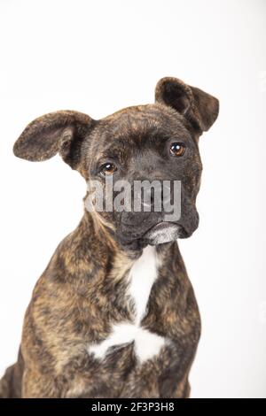 Un gros plan d'un magnifique chiot américain de Stanford isolé sur un arrière-plan blanc Banque D'Images