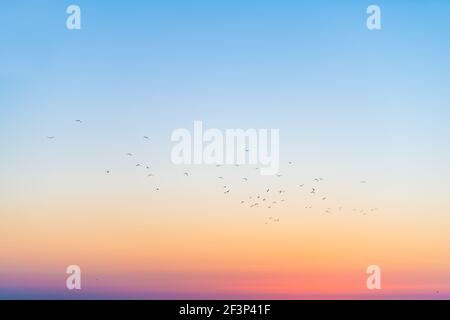 Silhouette des oiseaux de mer à distance dans le ciel coloré volant à Siesta Key, Sarasota, Floride avec des couleurs orange bleu de coucher de soleil crépuscule n Banque D'Images