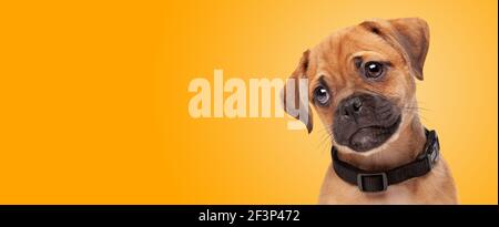 portrait d'un chiot plus pugelier devant un fond de gradient orange. demi-pug demi-caviter roi charles spaniel Banque D'Images