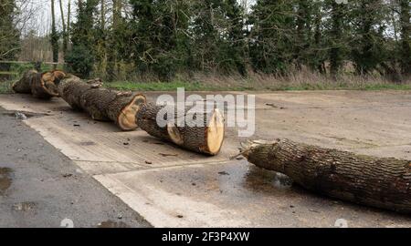 Un certain nombre de grands troncs d'arbre s'étendre sur un grand entrée d'un champ d'agriculteurs Banque D'Images