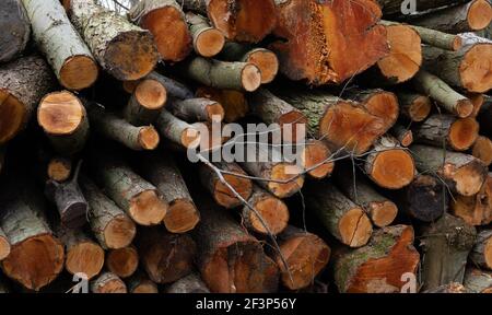 Une grande pile de bois de sciage empilés dans Une forêt à Norfolk Banque D'Images