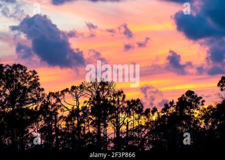 Silhouette de pins et de branches d'aiguilles isolées contre le ciel de coucher de soleil coloré avec des nuages à Cocoa Beach, Floride avec des couleurs bleu orange nea Banque D'Images